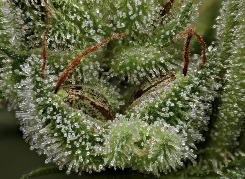 HellaJelly Seeds (Courtesy Humboldt Seed Co)