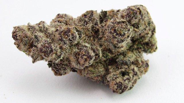 Umma Sonoma Blue Lobster