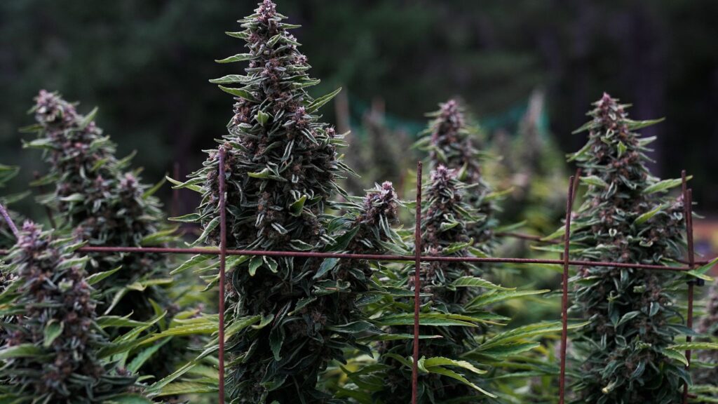 Terpnami Seed Show 2025 — Official Show Program