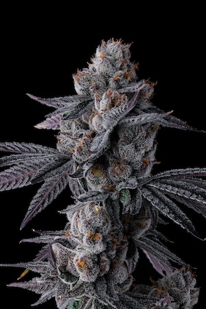 Compound Genetics' Yuzu Sour strain drops at Mission Cannabis Club. (Courtesy Compound Genetics)