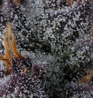 Yuzu Sour up close. (Courtesy Compound Genetics)