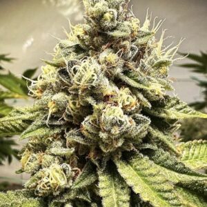 Tire Fire OG Kush bred by ChaScience