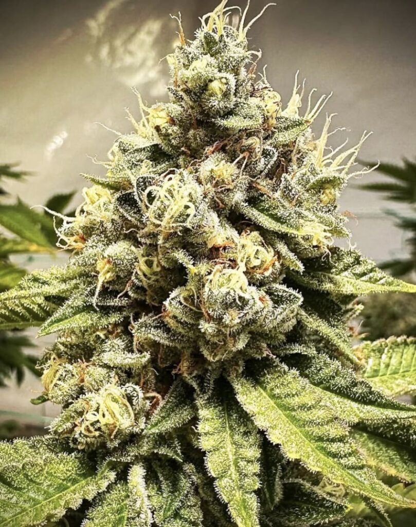 Tire Fire OG Kush bred by ChaScience