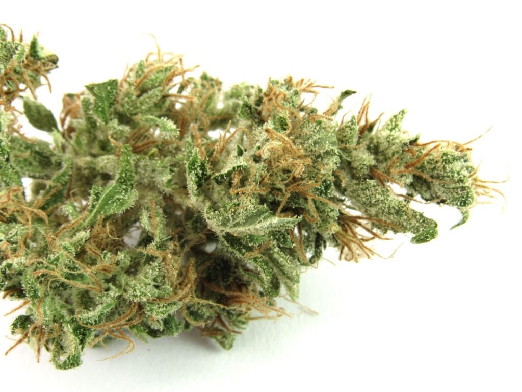 New Budularo sativa strains debut at Berkeley Patients Group Feb. 26, 2026