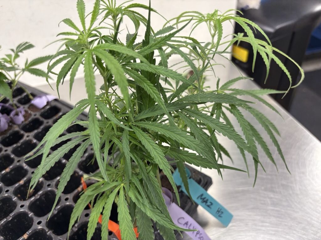 Haze Valley Nursery's Tom Hill Haze sold for $1,000.