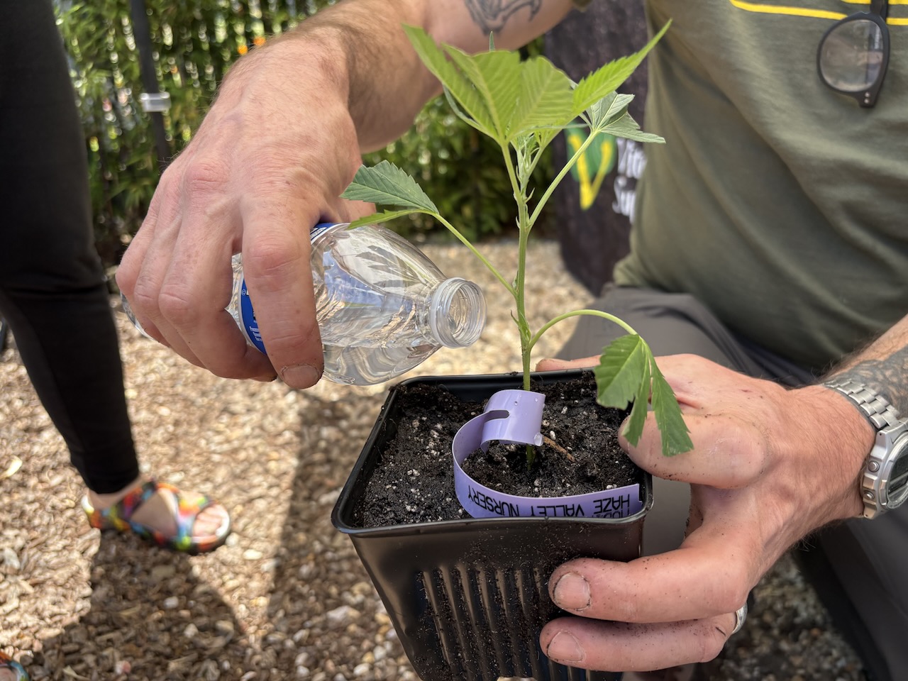 Clonetopia 2026 cannabis clone event at 7 Stars dispensary in Richmond, California