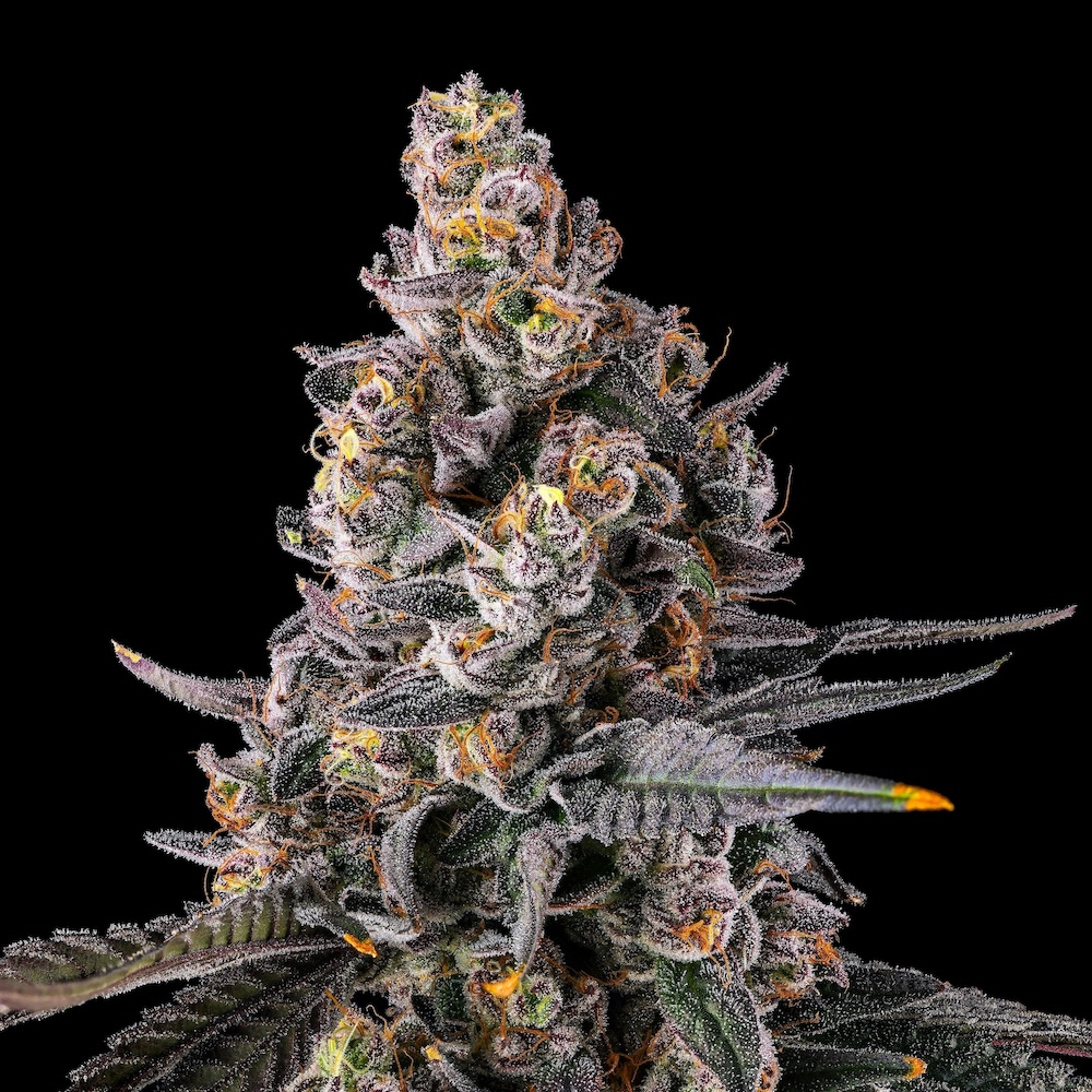 Dirty Laundry (Courtesy Maven Genetics)
