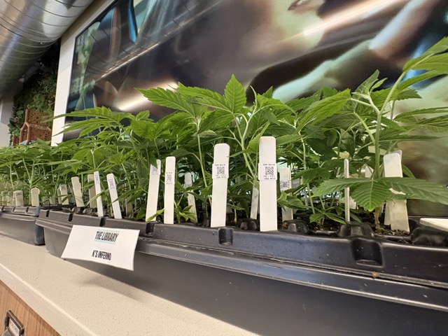 Clonetopia returns—and growers mean business