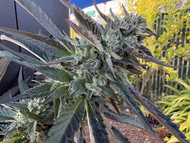 Close-up of a cannabis flower covered in trichomes, surrounded by green and purple leaves outdoors.